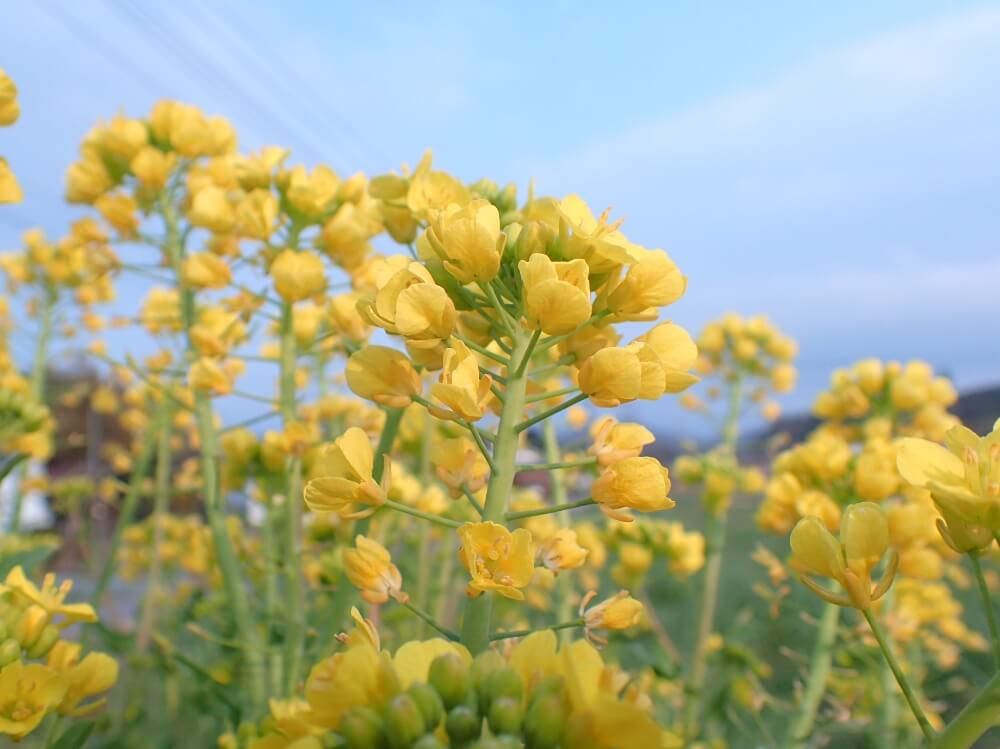 菜の花