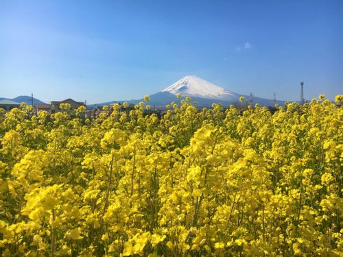 菜の花 ナノハナ の花言葉 怖い意味はある 由来や種類 絶景の名所はどこ Greensnap グリーンスナップ