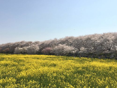 菜の花 ナノハナ の花言葉 怖い意味はある 由来や種類 絶景の名所はどこ Greensnap グリーンスナップ