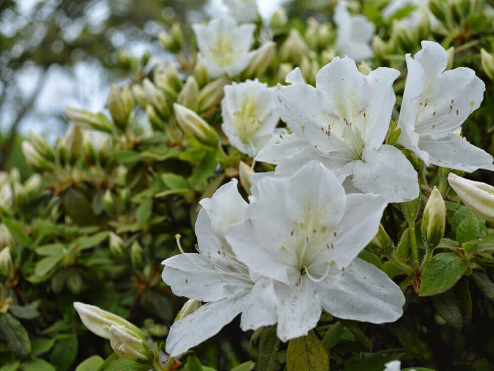 ツツジの花言葉 白 赤の色によって意味が違う 見頃の季節はいつ Greensnap グリーンスナップ