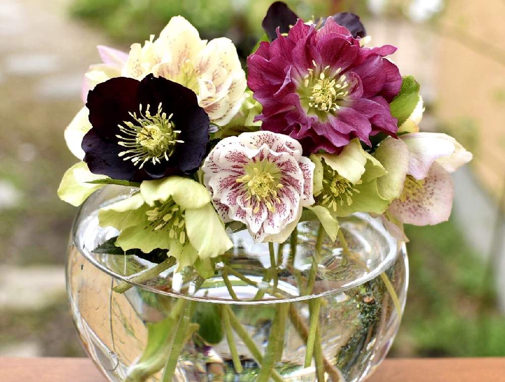 ガラス　クリスマスローズ