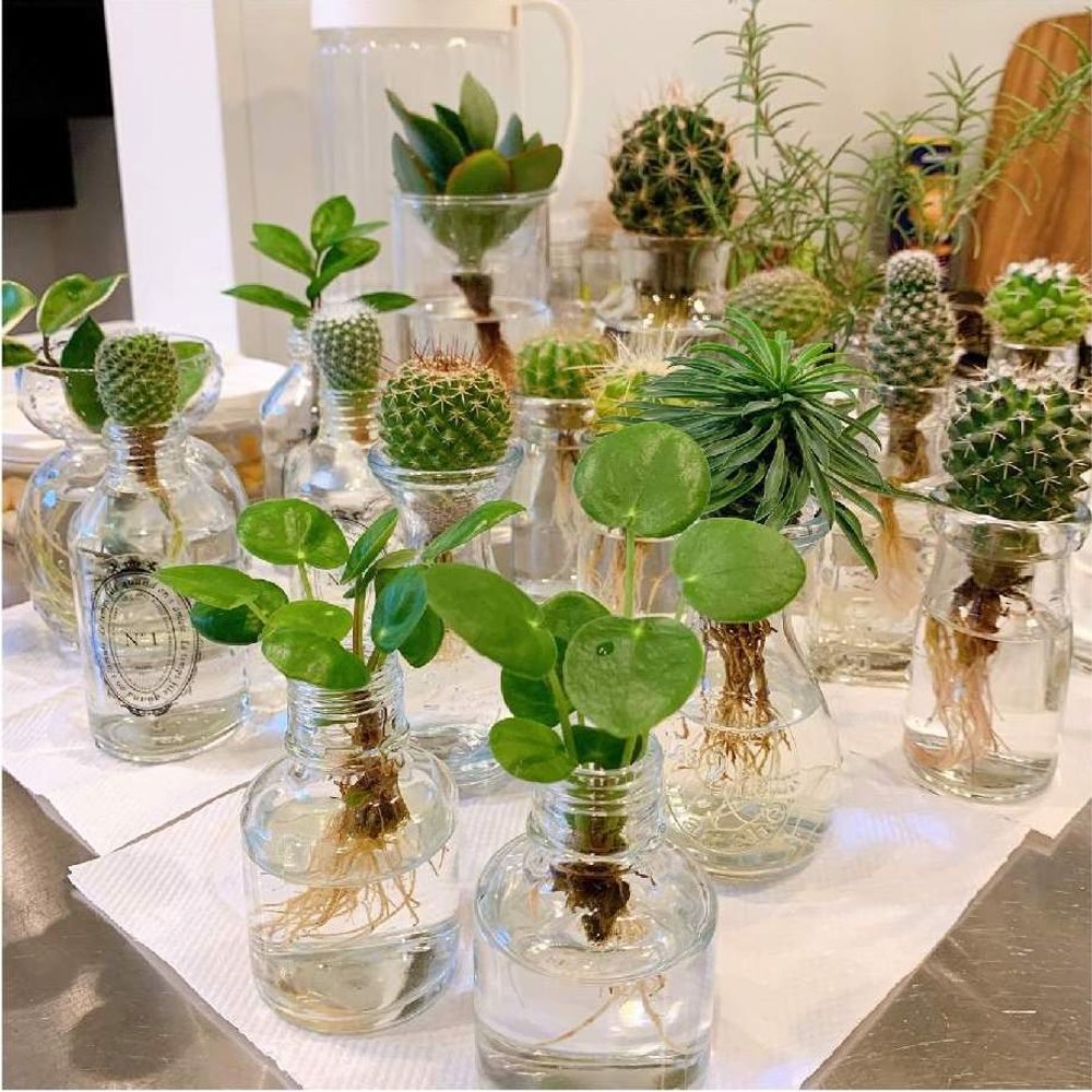 ガラス　サボテン