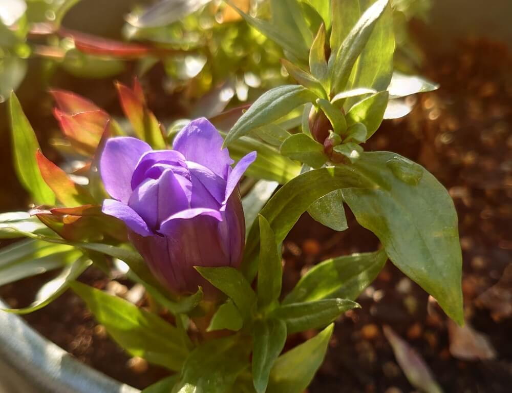 リンドウ(竜胆)　紫色の花