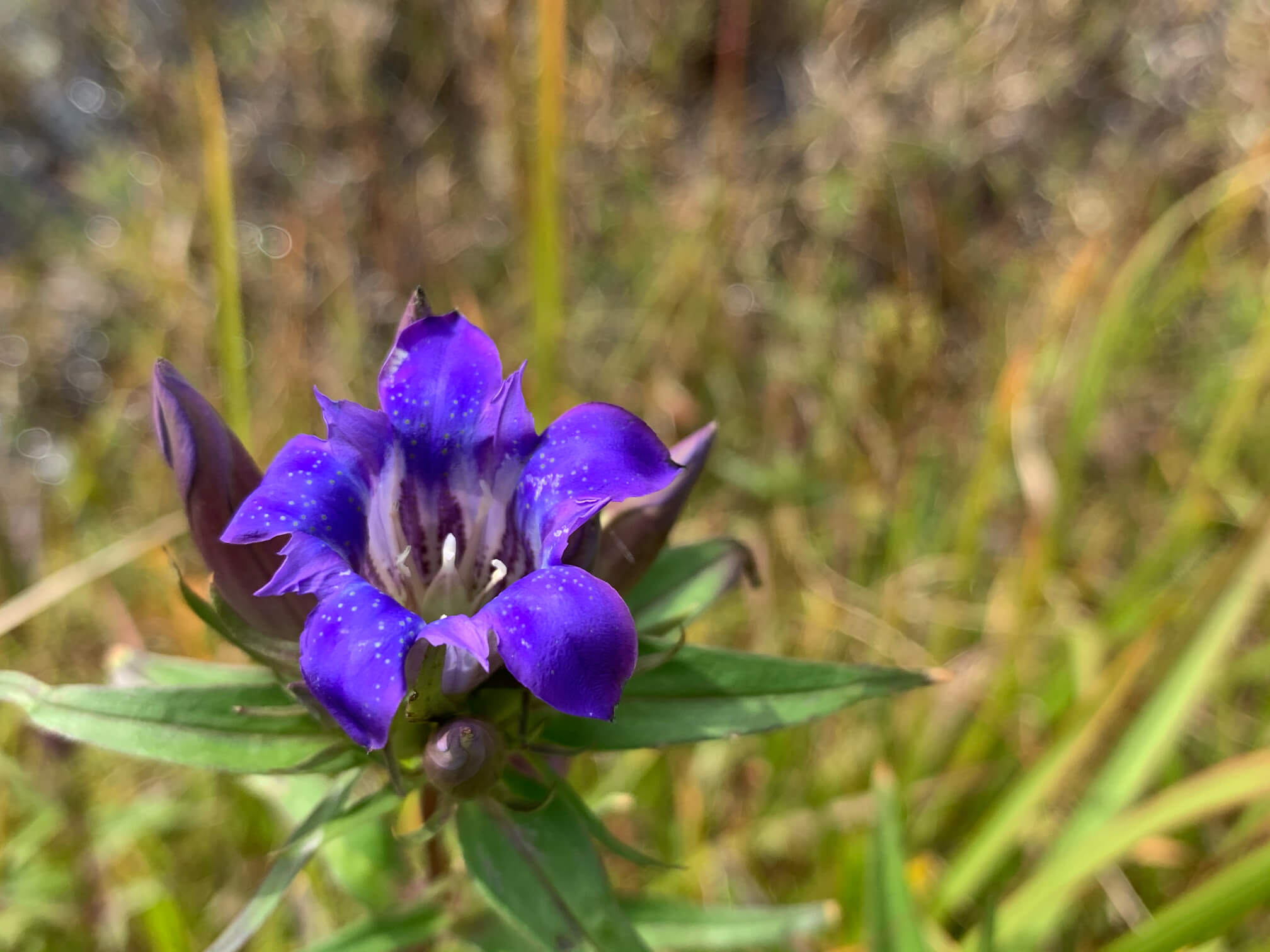 リンドウ(竜胆)の花言葉｜怖い意味もある？花の季節や種類は