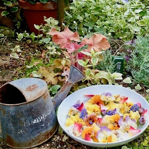 ビオラ パンジーが咲き終わったら 花がら摘み 切り戻しの剪定のコツ Greensnap グリーンスナップ