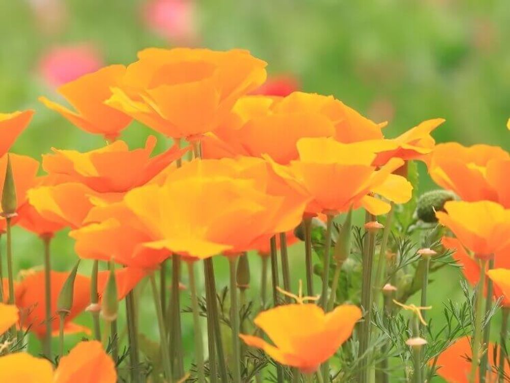 カリフォルニアポピー