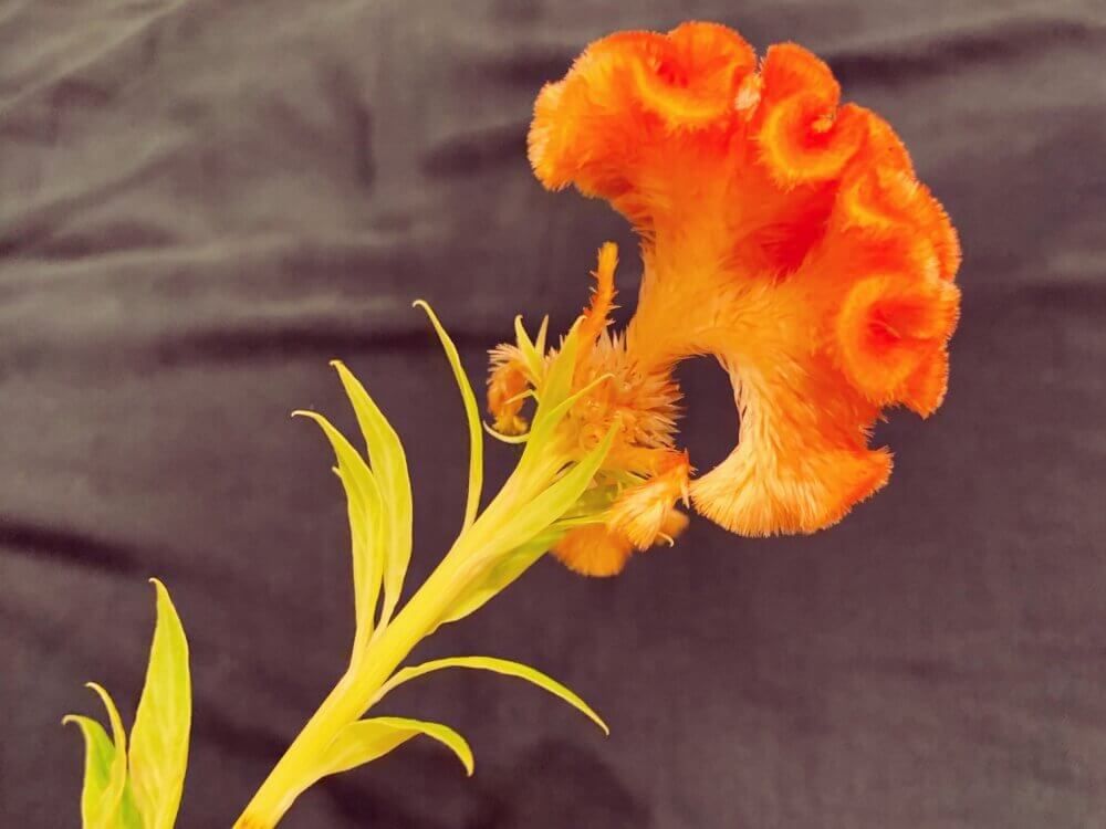 ケイトウ　鶏頭