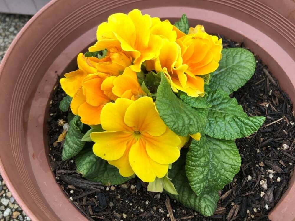 プリムラ・ジュリアン