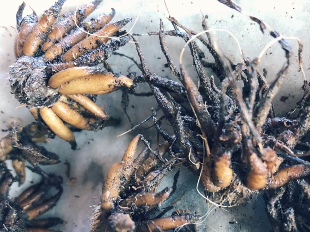 ラナンキュラスの育て方｜球根は植えっぱなしで咲く？鉢植えや花壇への植え方は？｜🍀GreenSnap（グリーンスナップ）