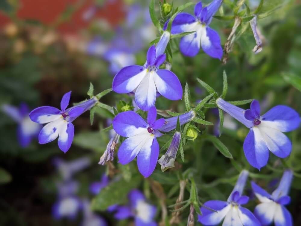 ロベリア　ルリミゾカクシ