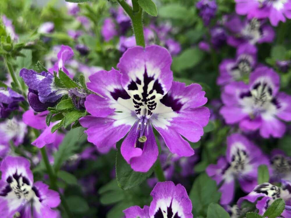 シザンサス　紫色の花