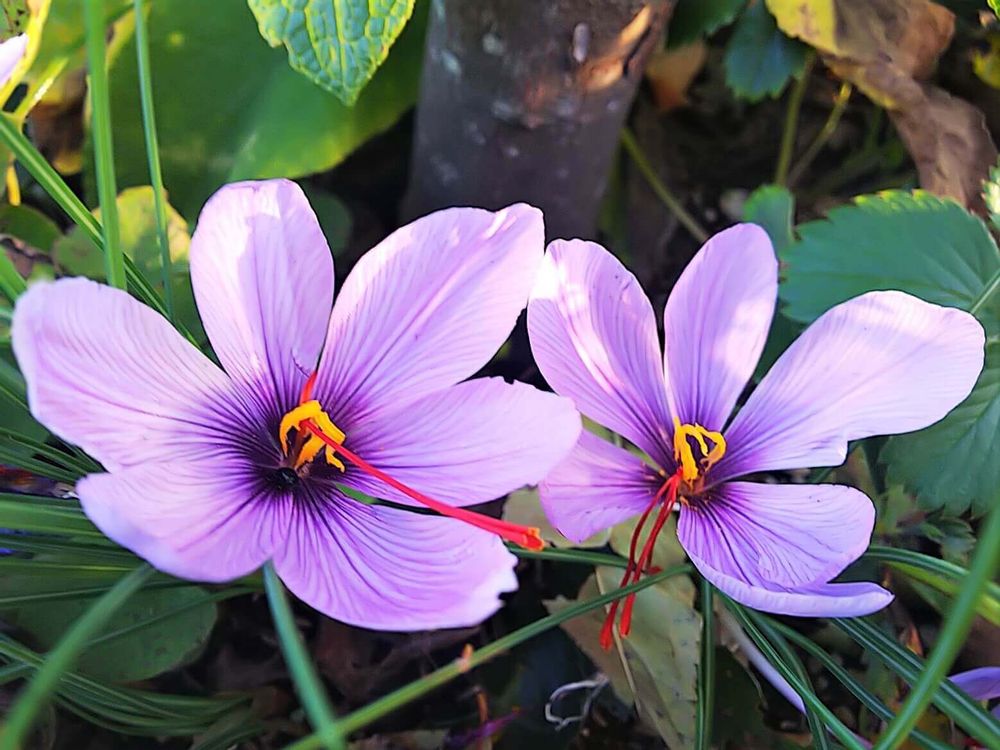 サフラン　薄紫色の花
