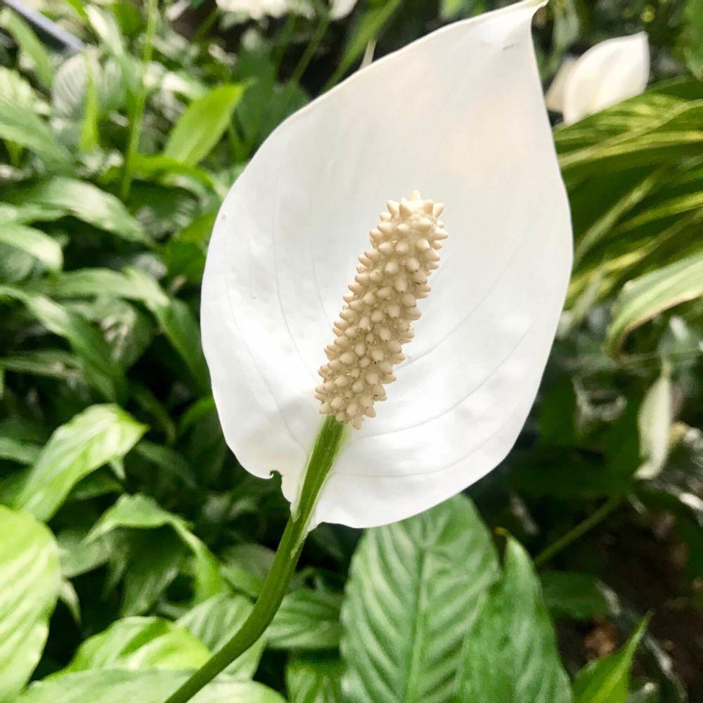 スパティフィラム