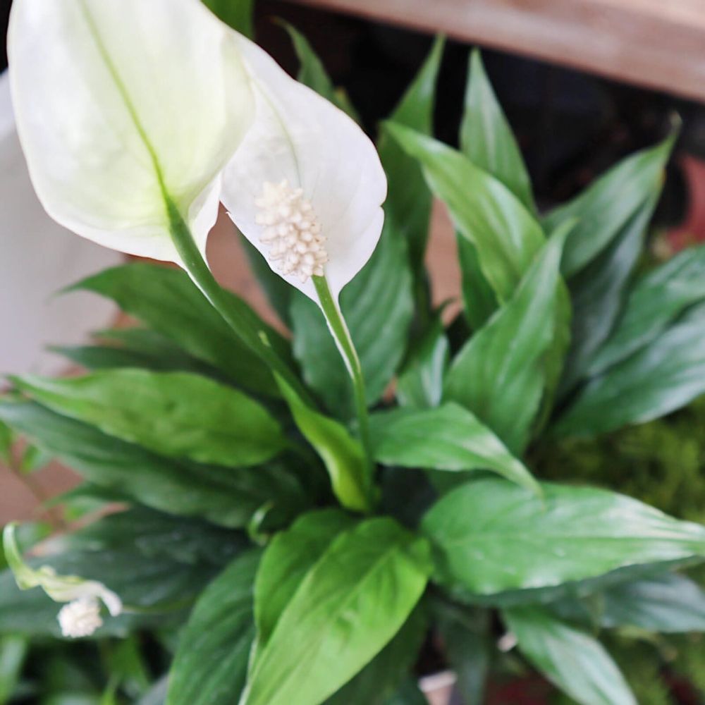 スパティフィラム