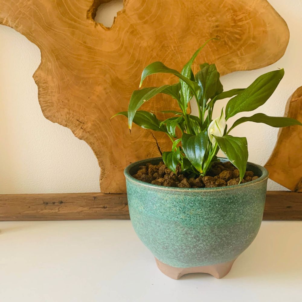 スパティフィラム