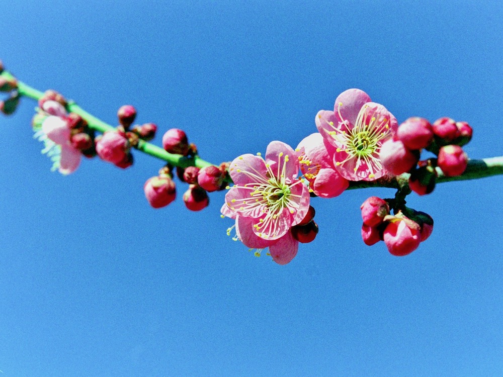 梅 ウメ の種類 実がなる品種はどれ 花の開花時期はそれぞれ違う Greensnap グリーンスナップ
