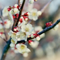 梅の木(ウメ)の育て方｜肥料を与える頻度は？つきやすい虫や病気への対策は？｜ GreenSnap（グリーンスナップ）