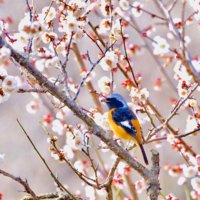 梅(ウメ)の花言葉｜怖い意味もある？紅梅と白梅では意味が違うの？の画像