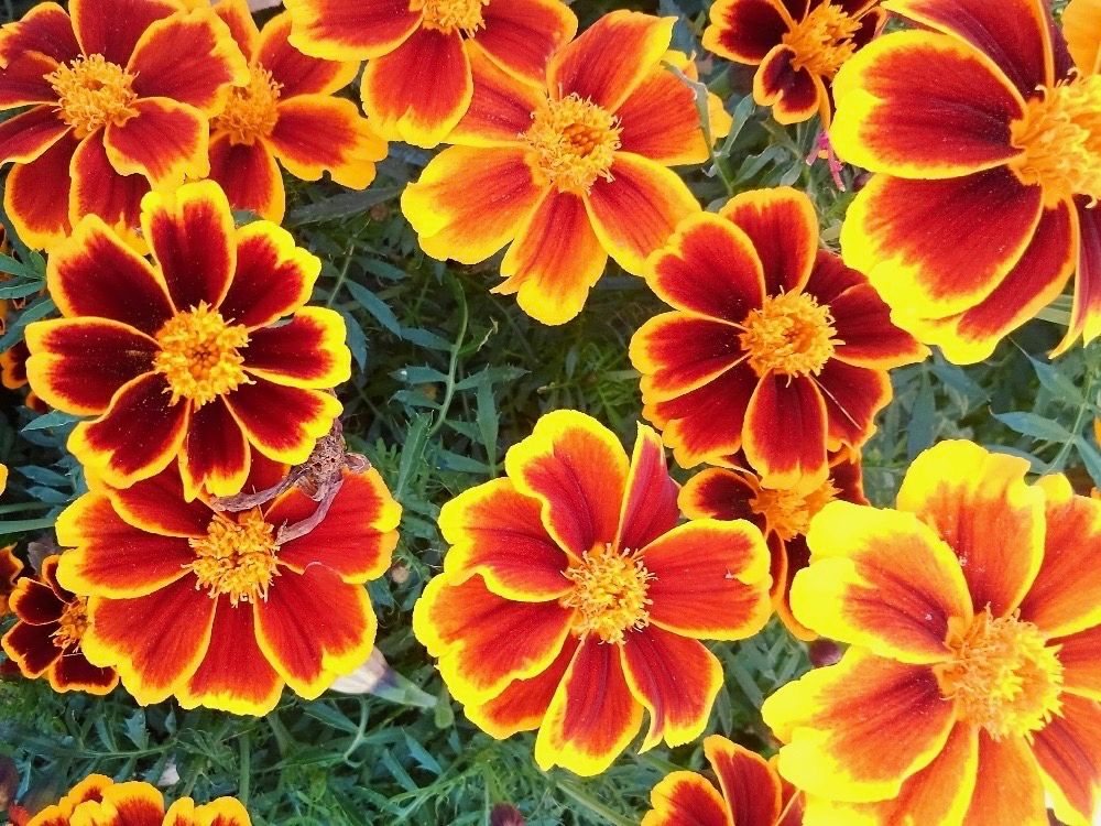 マリーゴールド