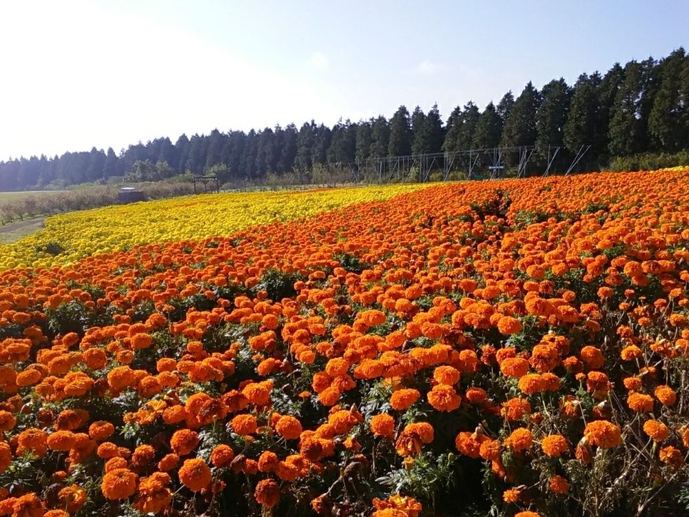 マリーゴールド