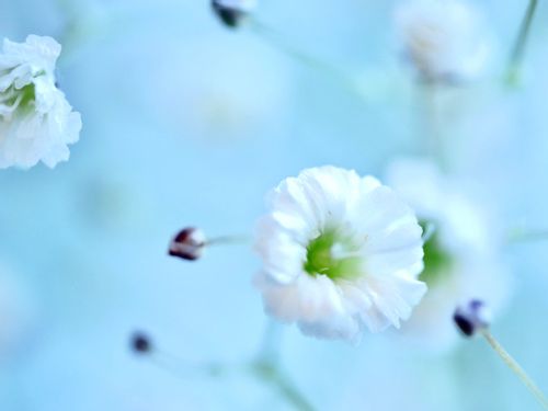かすみ草 カスミソウ の花言葉 色別の意味や由来は どの花とも相性が良い Greensnap グリーンスナップ