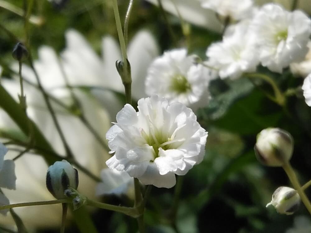 かすみ草 カスミソウ の花言葉 色別の意味や由来は どの花とも相性が良い Greensnap グリーンスナップ