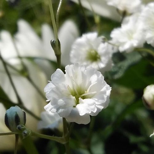 カスミソウの花言葉 怖い意味があるの 花束に使える季節はいつ Greensnap グリーンスナップ