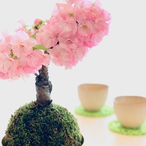 苔玉桜の育て方｜水やりや置き場所は？翌年も咲くの？僕の経験談からご 