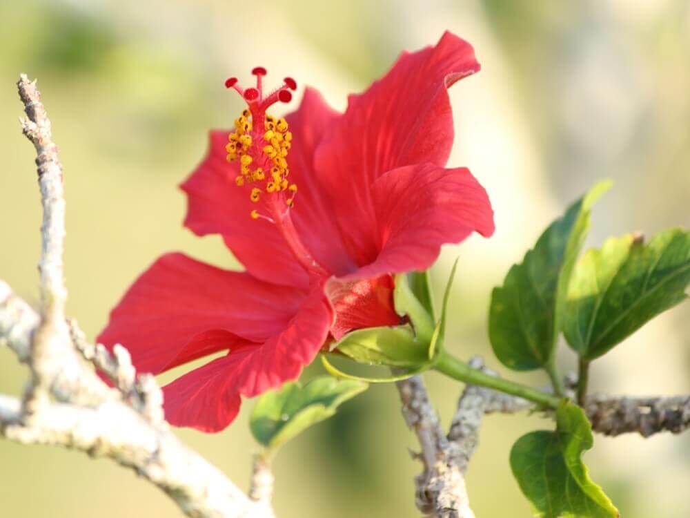 赤色のハイビスカス　花言葉は「勇敢」「常に新しい美」