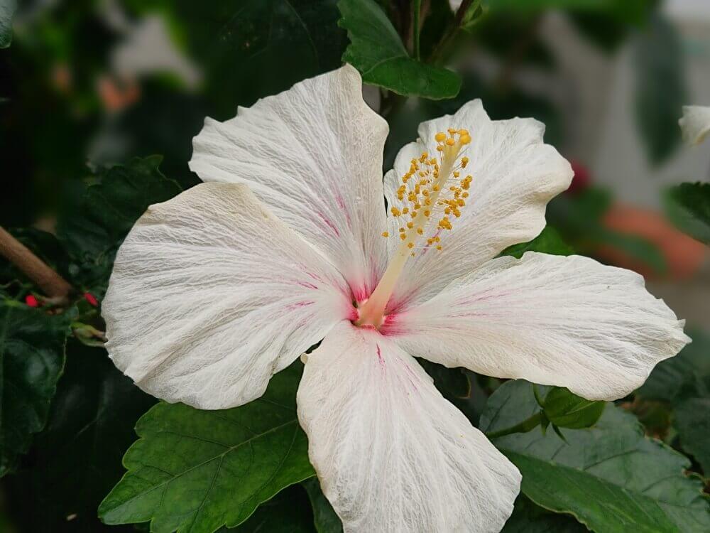 白色のハイビスカス　花言葉は「繊細な美」「艶美」
