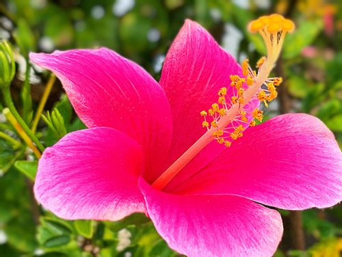 ハイビスカスの花言葉 赤色 オレンジ色 黄色 ピンク色など色別の意味は Greensnap グリーンスナップ