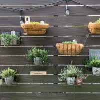 今週の人気『みどりのまとめ』5選！　我が家の植物まとめ などの画像