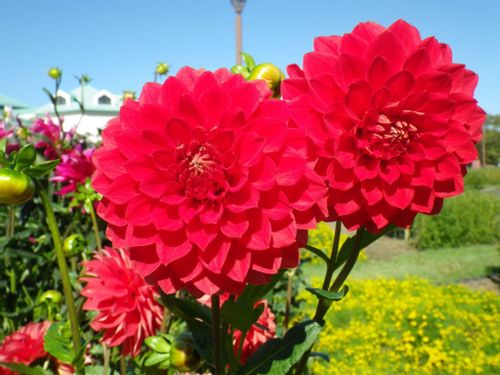 ダリアの花言葉 赤や白など色によって怖い意味もある 花の季節は Greensnap グリーンスナップ
