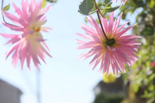 ダリアの花言葉 赤や白などの色によって怖い意味もある 花の季節は Greensnap グリーンスナップ
