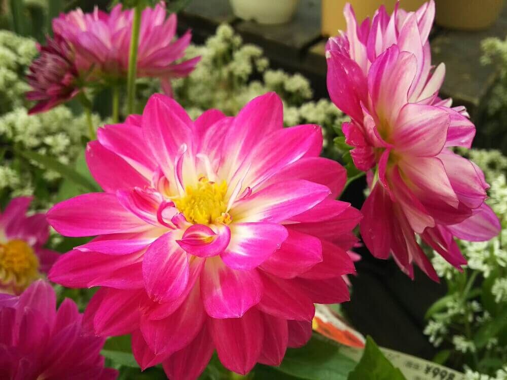 ダリア