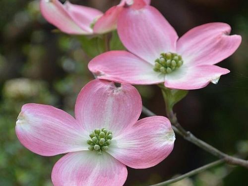 ハナミズキの花言葉 怖い意味もある 花の特徴や見頃の季節は Greensnap グリーンスナップ