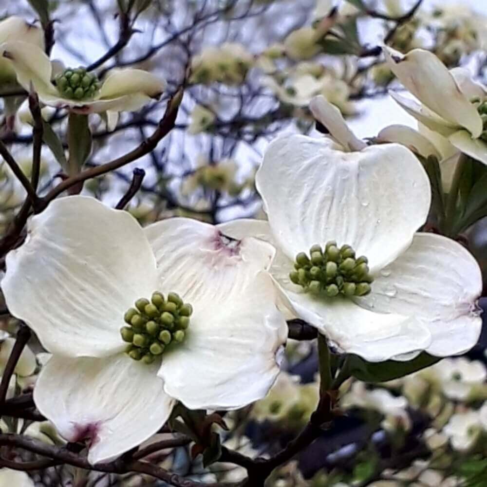 ハナミズキの花言葉 怖い意味もある 花の特徴や見頃の季節は Greensnap グリーンスナップ