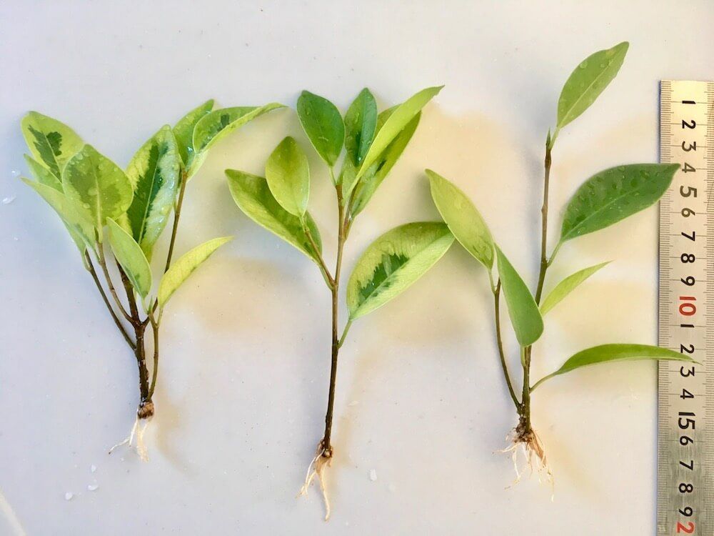 ベンジャミン　株