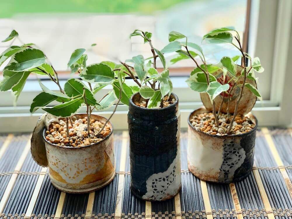 ベンジャミン　鉢植え　葉　窓際