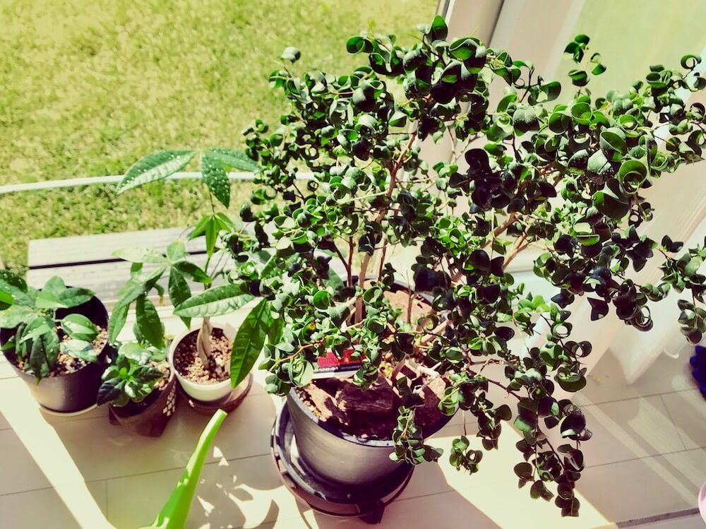 ベンジャミン　鉢植え　日光