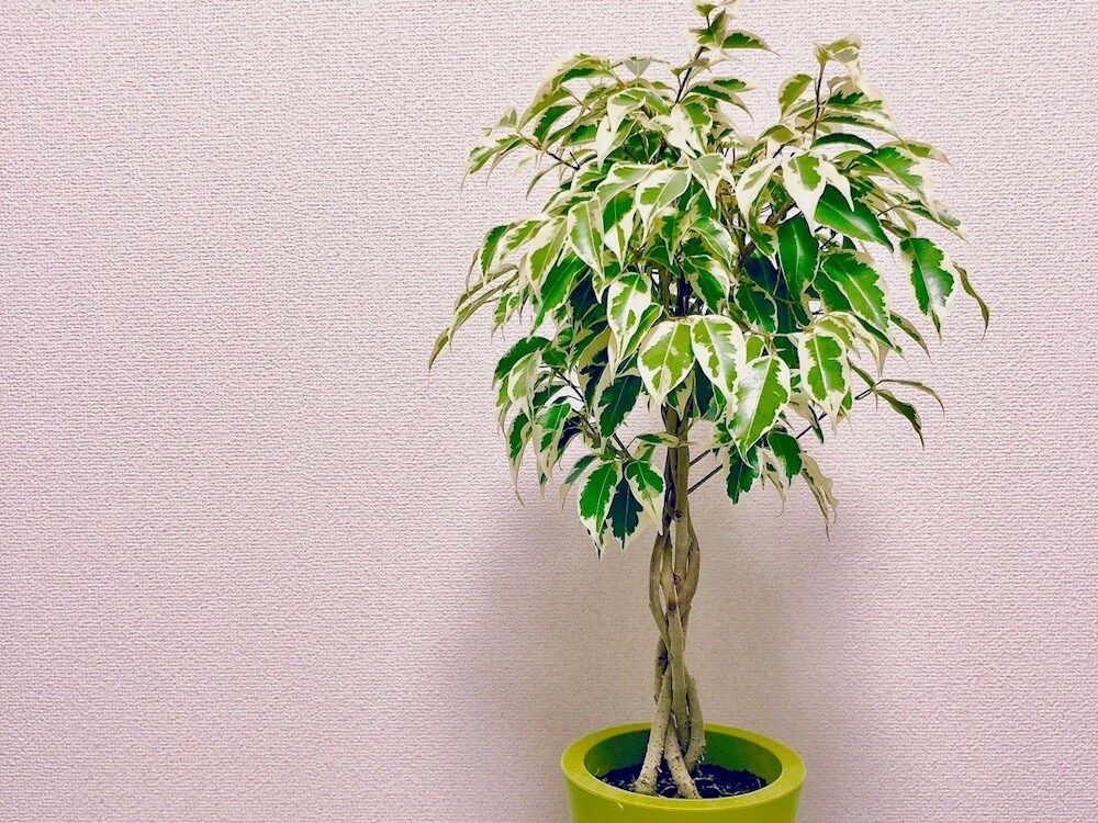 ベンジャミン　鉢植え　葉