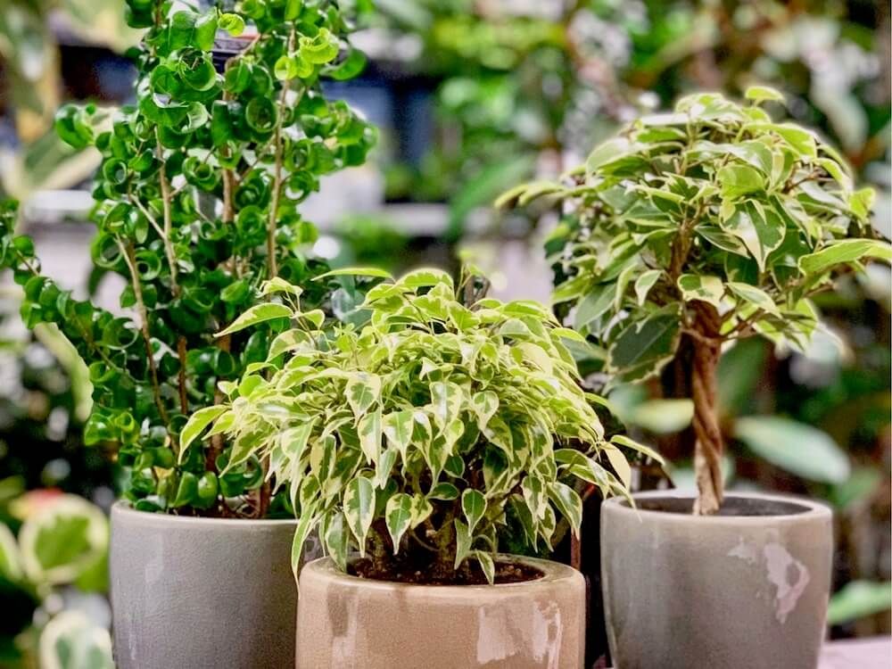 ベンジャミン　鉢植え　株