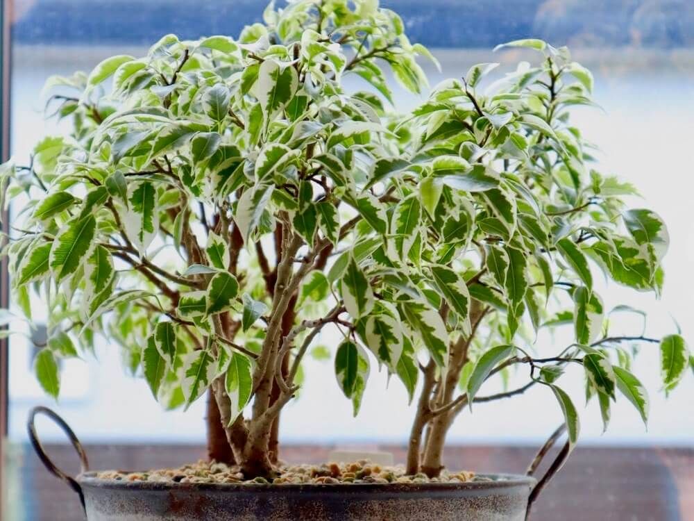 ベンジャミン　鉢植え　葉