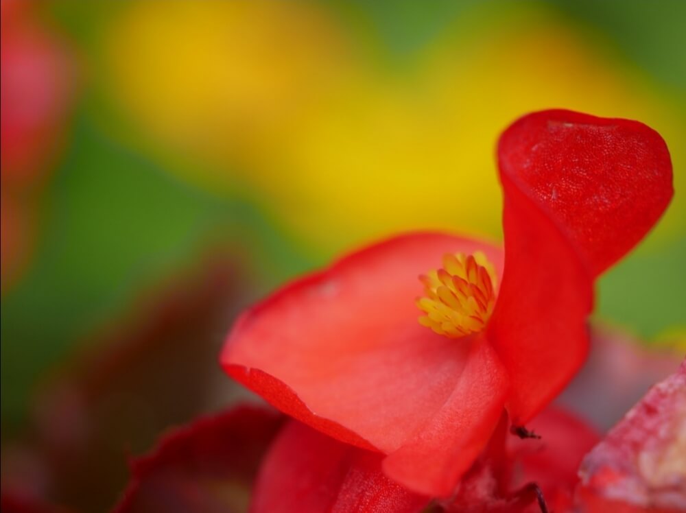 ベゴニアの花言葉 赤色 ピンク色 黄色など色別の意味や種類のご紹介 Greensnap グリーンスナップ