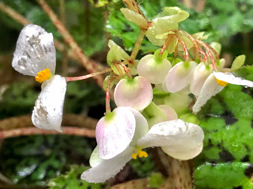 ベゴニアの花言葉 赤色 ピンク色 黄色など色別の意味や種類のご紹介 Greensnap グリーンスナップ