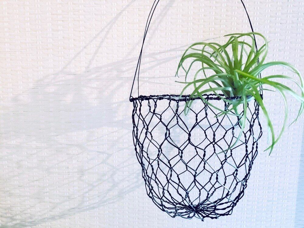 ワイヤー　バスケット　エアプランツ