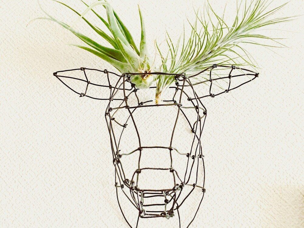 エアプランツ　ワイヤー　
