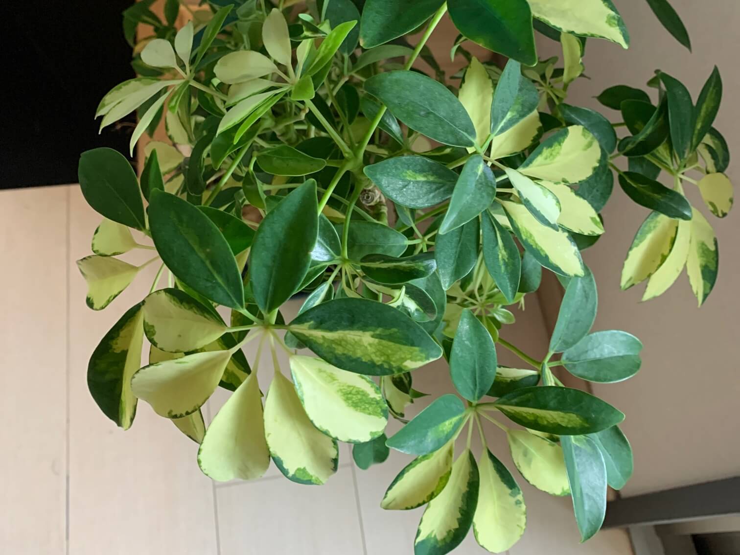 シェフレラ・アンガスティフォリア（ベヌローサ）