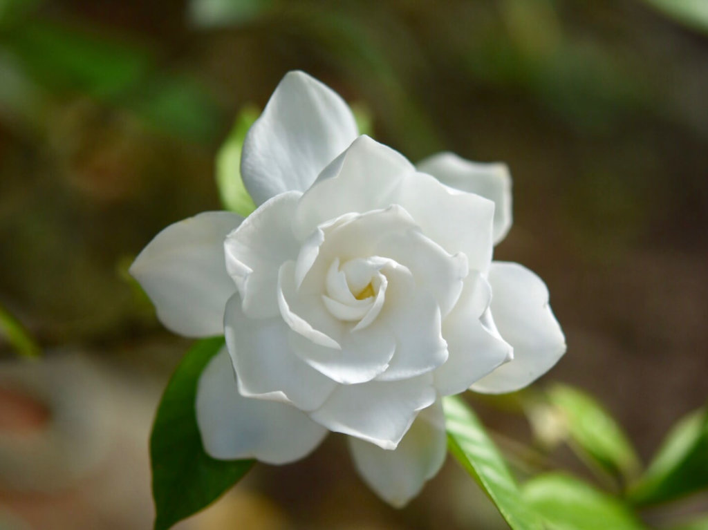 クチナシ ガーデニア の花言葉 怖い意味はある 花の香り 実の効能は Greensnap グリーンスナップ