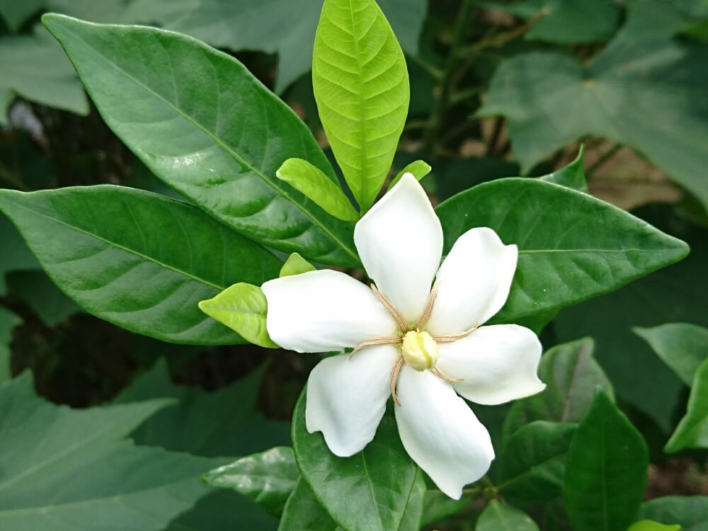 クチナシ ガーデニア の花言葉 怖い意味はある 花の香り 実の効能は Greensnap グリーンスナップ